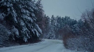 Soğuk bir kış gününde kozalaklı ağaçlarla çevrili dar bir patika..