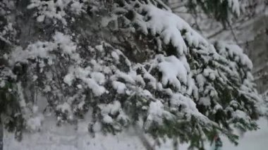 Köknar ağacından düşen karın yavaş çekim videosu. Dallardan kaymalar.