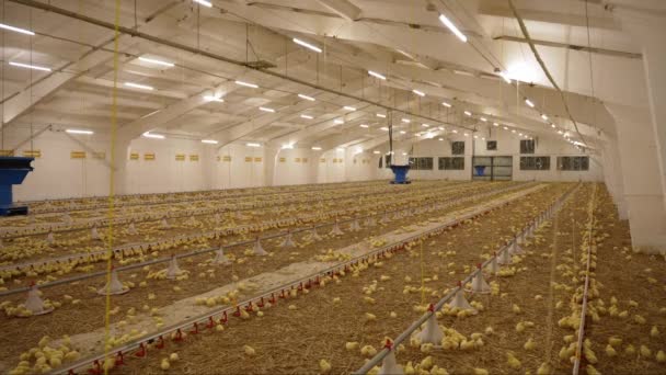 Fjäderfäfarm Med Ett Stort Antal Kycklingar Modern Fjäderfäfarm För Produktion — Stockvideo