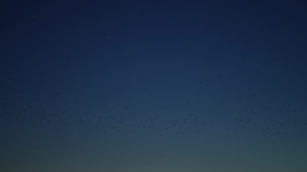 Flock Kråkor Flyger Den Mörkblå Himlen — Stockvideo