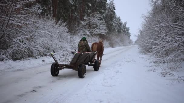 沿着白雪覆盖的道路 一匹马牵着一辆马车 车上坐着一个人 — 图库视频影像