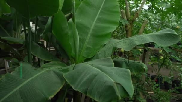 熱帯バナナは大きな緑の葉 緑の熱帯雨林の自然の背景を持つエキゾチックな植物を残します — ストック動画