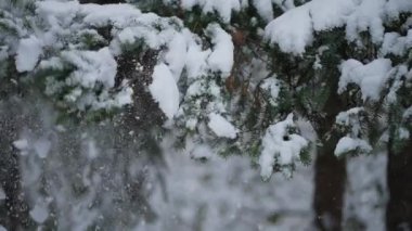 Köknar ağacının dalına kar yağan güzel bir kış manzarası. Köknar ağaçlarına kar düşüyor. Güneşli kış gününde ağaçların dallarını karla sallıyor..