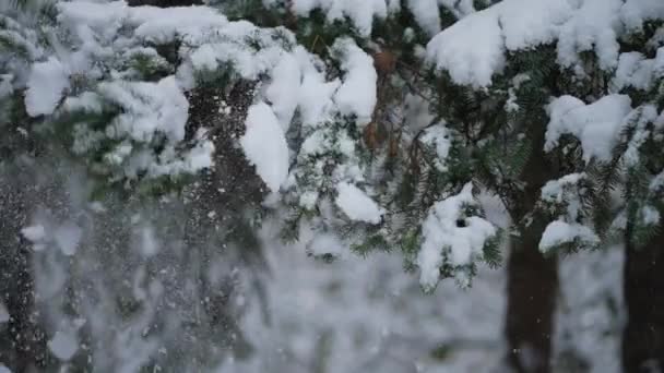 Υπέροχο Χειμερινό Τοπίο Χιόνι Που Πέφτει Ένα Κλαδί Ελάτης Χιόνι — Αρχείο Βίντεο