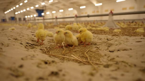 Young Yellow Chicks Huddle Dish Bedding Spacious Poultry House Charm — Stock Video