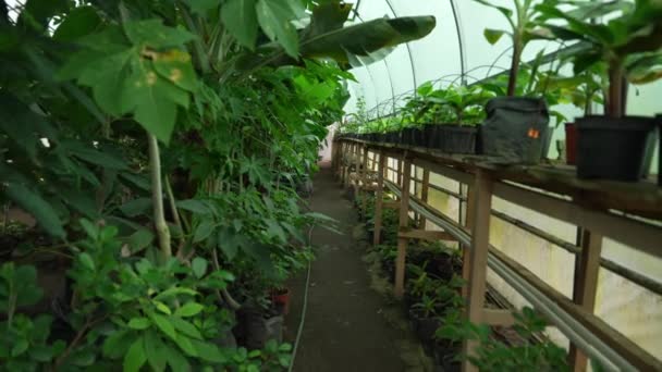 Üvegház Amelyben Dísznövényeket Termesztenek — Stock videók