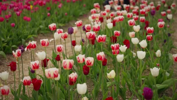 Lebendige Arrangements Roter Weißer Und Lila Tulpen Die Einem Üppigen — Stockvideo