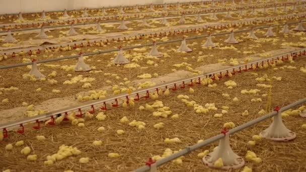 Kurczęta Żółte Wewnątrz Dużego Gospodarstwa Przemysłowego — Wideo stockowe