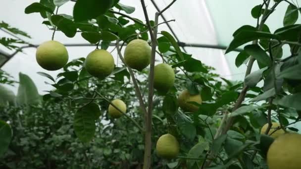 Ripe Lemons Hanging Tree Lush Greenhouse Environment — Stock Video