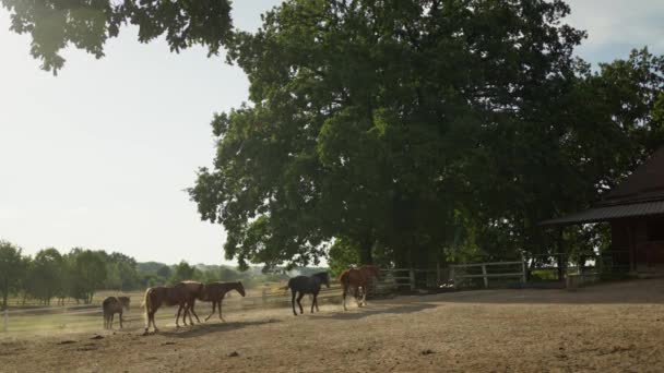 Grupp Hästar Betar Belåtet Rymlig Hage Med Träd Som Ger — Stockvideo