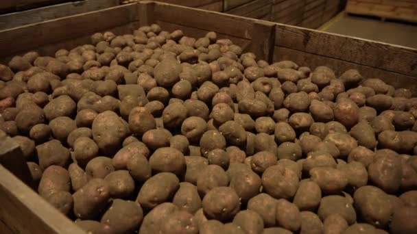 新鲜收获的土豆储存在木箱中 — 图库视频影像