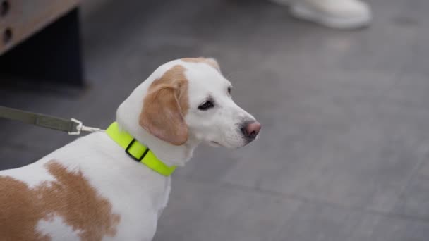 Junge Süße Beagle Hund Auf Einem Spaziergang — Stockvideo