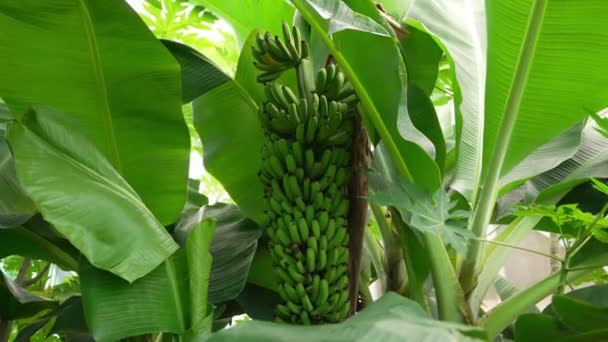 Bananen Die Vruchten Dragen Maar Nog Niet Rijp Zijn — Stockvideo