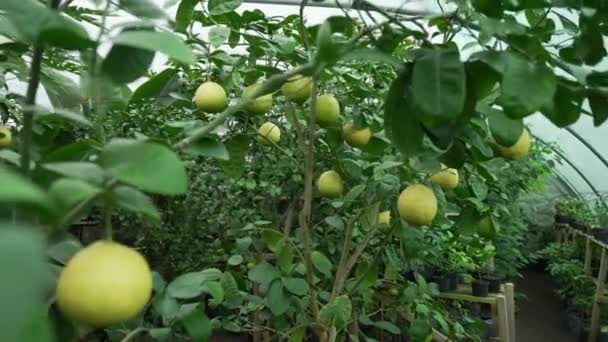 Citrusskörd Citronträd Ladin Med Frukt Växthuset — Stockvideo