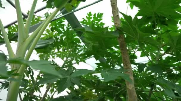 Jonge Papaya Bomen Kas Bloeiend — Stockvideo