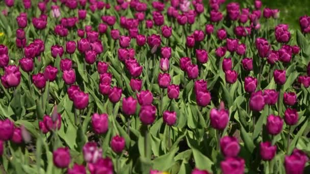 美丽的粉色花朵绽放的特写 绽放的粉色郁金香在春风中摇曳 在晨阳的照耀下 — 图库视频影像
