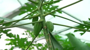 Yeşil papaya meyvesi, sera koşullarında bir ağaçta yetişir..