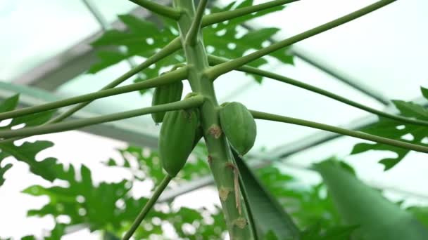 Zelené Papája Ovoce Roste Stromě Sklenících — Stock video