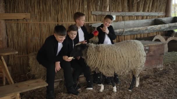 Słodcy Chłopcy Głaskają Karmią Owce Farmie Mali Chłopcy Bawiący Się — Wideo stockowe