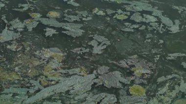 Nehirdeki kimyasal atık ekolojik bir felakete yol açıyor..