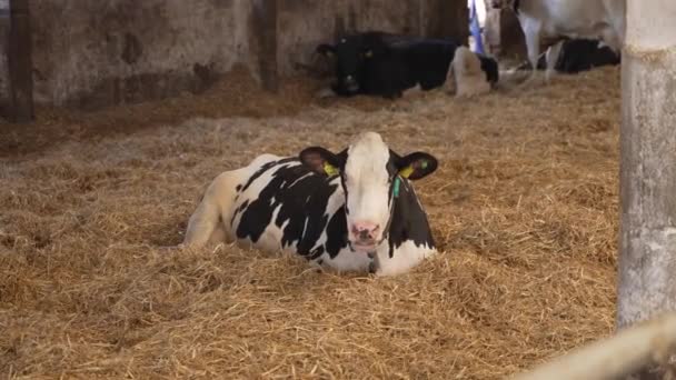 生まれたばかりの赤ちゃんの牛 カルフの肖像画は 農場のストローにあります 新生児の動物 地面に横たわる牛が農場で休憩する — ストック動画