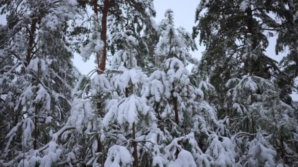 Yoğun Kar Yağışı Ormanı Yuttu Uzun Çam Ağaçları Karla Kaplandı — Stok video