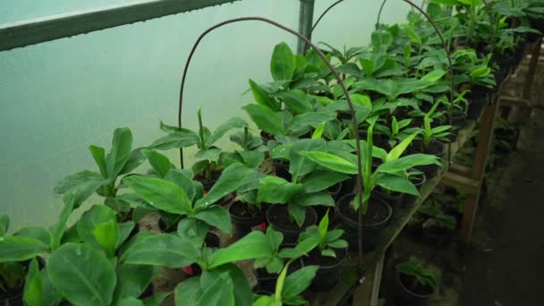 Greenhouse Breeding Exotic Plants — Stock Video