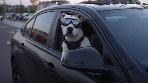 一只戴著时髦太阳镜的酷酷的法国斗牛犬坐在轿车的乘客座位上 朝窗外看去 — 图库视频影像