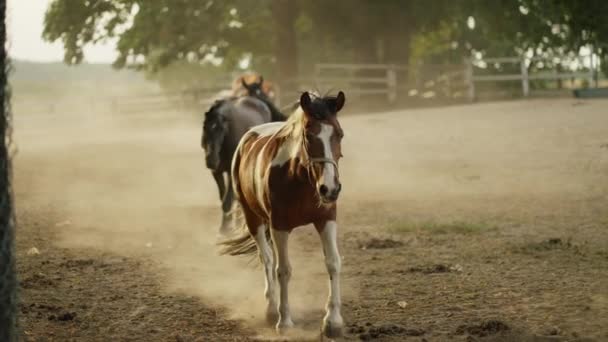 スローモーションショット 茶色のコルトと彼のカオの徹底的なブドウの牧場でパドックで — ストック動画