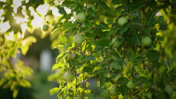 Słoneczne Gałęzie Jabłoni Ciężkie Dojrzałymi Owocami — Wideo stockowe