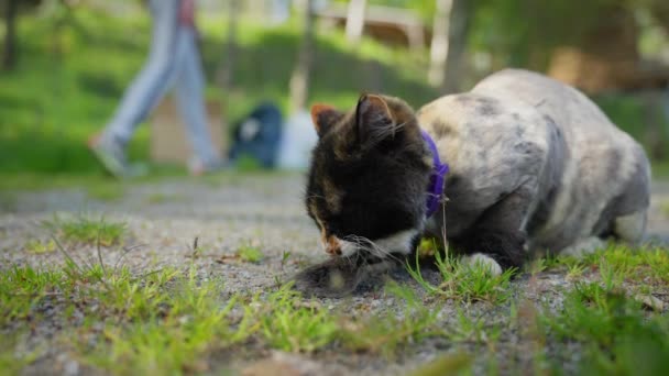 Kot Złapał Mysz Bawi Się Nią Trawie — Wideo stockowe