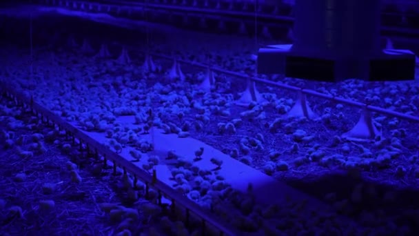 Piliçler Endüstriyel Kümes Hayvanları Çiftliğinde Mavi Işık Altında Kalabalıklar — Stok video