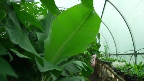 Photograph Emphasizes Delicate Veins Glossy Surface Giant Banana Leaf Diffused — Stock Video