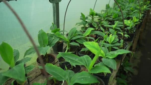 Rzędy Młodych Liściastych Sadzonek Roślin Czarnych Plastikowych Doniczkach Pielęgnowanych Wewnątrz — Wideo stockowe