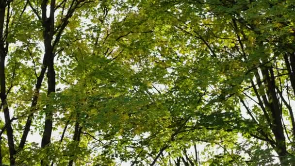 Густе Листя Дерев Перехід Від Літа Осені Листям Тільки Починає — стокове відео