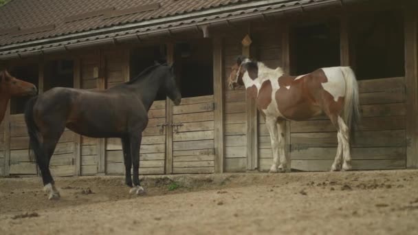 Τρία Άλογα Παρατάσσονται Δεμένα Κοντά Στάβλους — Αρχείο Βίντεο
