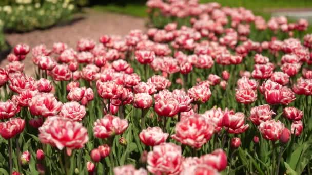 Röda Tulpanblommor Blommar Fältträdgårdslandskapet Vacker Vårträdgård Med Många Röda Tulpaner — Stockvideo
