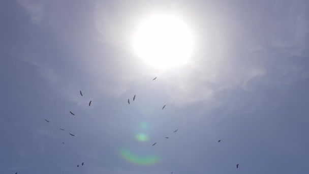 明るい太陽の下で飛行中の鳥のシルエット レンズフレアが見える — ストック動画