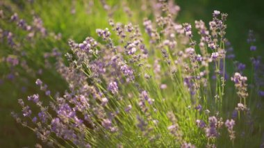 Violet, parlak yeşil tarlanın arka planında, güneşle aydınlanan lavanta kanat çırpıyor..