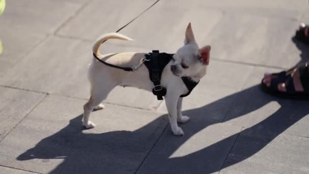 Small Chihuahua Dog Leash Takes Surroundings Outdoor Public Event — Stockvideo