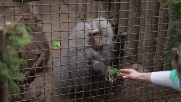 Uomo Fiore Alla Scimmia Babbuino Attesa Dietro Recinzione Maglia Nello — Video Stock