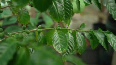 Doğal ortamlarında, kahve üretiminde olgunlaşmamış kirazlar..