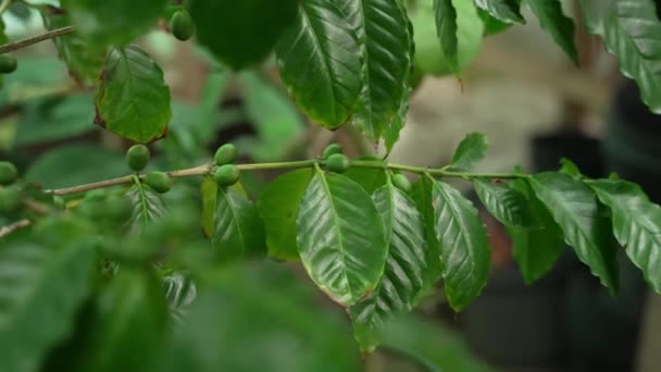 Doğal Ortamlarında Kahve Üretiminde Olgunlaşmamış Kirazlar — Stok video