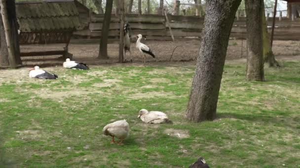 饲养鸟类和家畜的农场 — 图库视频影像