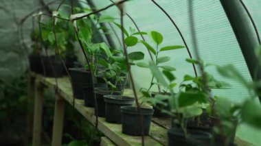 Saksılardaki genç bitkiler, koruyucu şeffaf örtüler altında dikkatlice bakılıyor, bitki büyümesinin ilk aşamalarını sembolize ediyor..