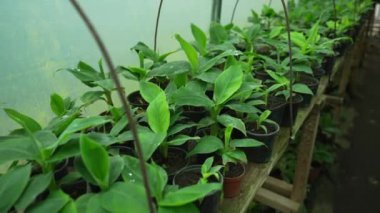 Sıralar halinde, siyah plastik kaplarda yapraklı bitki fideleri, nemli seranın içinde, güneş ışığı şeffaf duvarların arasından süzülerek besleniyor..