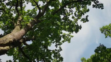 Yeşil meşe. Arka planın alt görüntüsü. Yeşil yapraklarla çerçevelenmiş mavi gökyüzü. - Evet. Yeşil yapraklı ağaçlara, mavi gökyüzüne ve güneş ışığına bakıyorum. Ağaç taç.