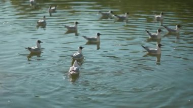 Bir grup martı sakin suda yüzer, bazıları havaya uçar. Suyun yüzeyindeki kuşların yansıması resim gibi ve uyumlu bir manzara yaratır..
