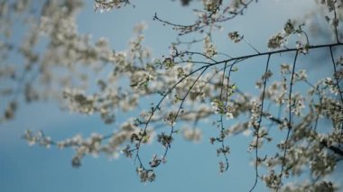 Parlak mavi gökyüzünün arka planında beyaz çiçekli ağaç dalları, güneşin altında açan narin çiçeklerle baharın güzelliği..