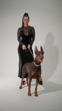 Manken, Doberman 'ı zincirliyor. Şık bir kadın parlak uzayda dobermanla yürümeye konsantre olur..